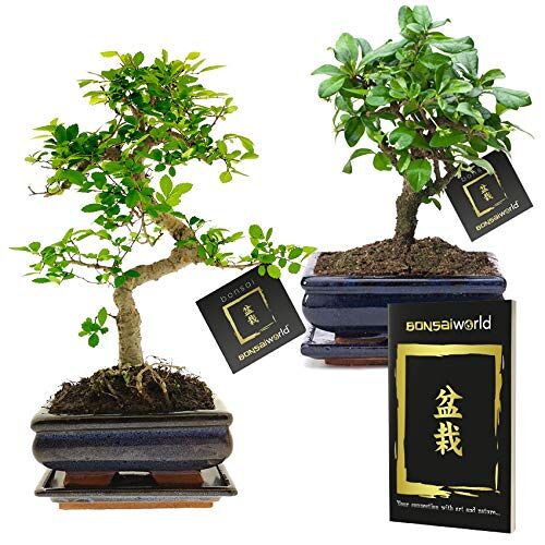 Bonsaiworld vdvelde.com Bonsai boompjes Set 2 Stuks 8 jaar oude bonsai bomen Hoogte 25-30 cm