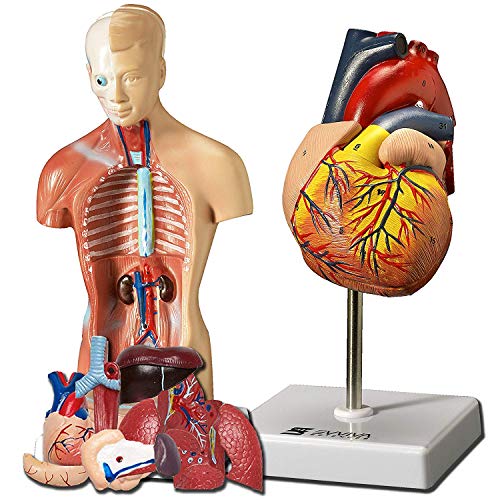 JKKUDAS Anatomiemodellen van menselijk hart en lichaam, beste set van 2 praktische 3D-modelstudiehulpmiddelen voor anatomie en fysiologie, met anatomische gids door artsen