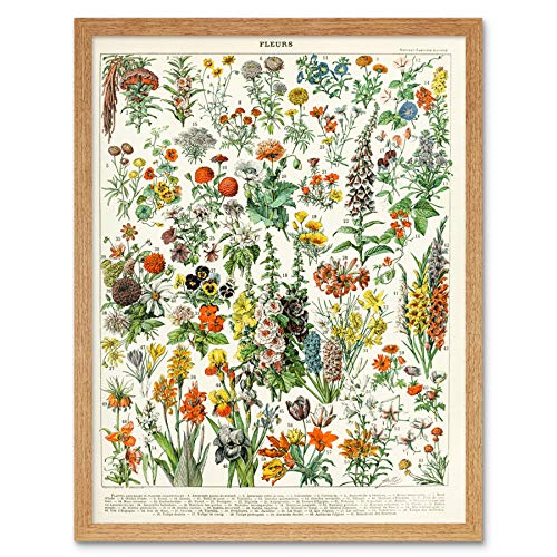 Artery8 Millot Encyclopedia Page Flowers Plants Art Print Framed Poster Wall Decor 12x16 inch