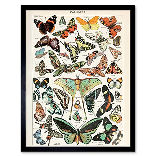 Artery8 Millot Encyclopedia Page Variety Butterflies Art Print Framed Poster Wall Decor 12x16 inch