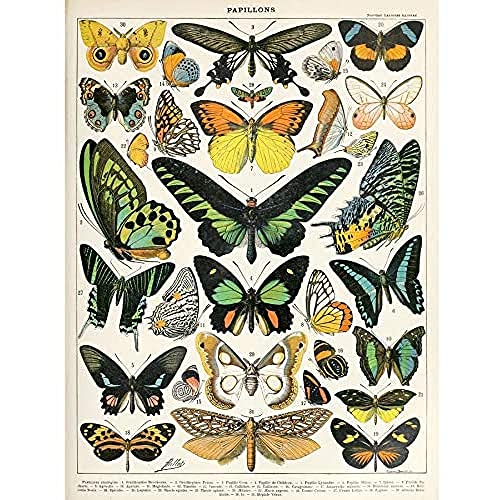 Artery8 Millot Encyclopedia Page Moths Butterflies Unframed Wall Art Print Poster Home Decor Premium