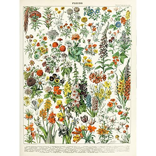 Artery8 Millot Encyclopedia Page Flowers Plants Unframed Wall Art Print Poster Home Decor Premium