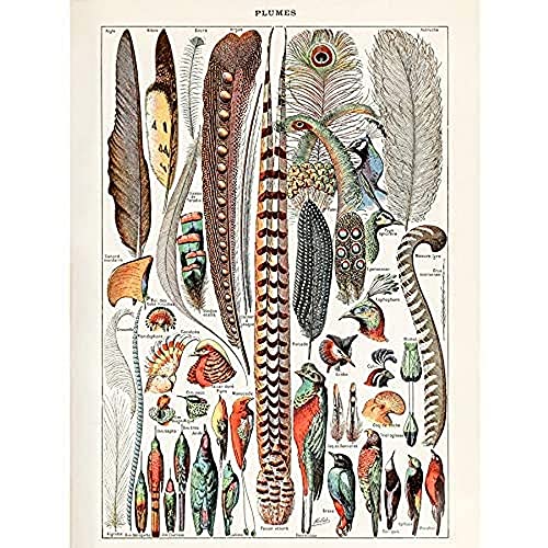 Artery8 Millot Encyclopedia Page Birds Feathers Plumage Unframed Wall Art Print Poster Home Decor Premium