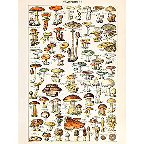Artery8 Millot Encyclopedia Page Mushrooms Fungus Unframed Wall Art Print Poster Home Decor Premium