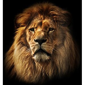 Pro-Art G1855A muurschildering Giclee "The Leader", kleurrijk Pro-Art G1855A muurschildering Giclee "The Leader", kleurrijk