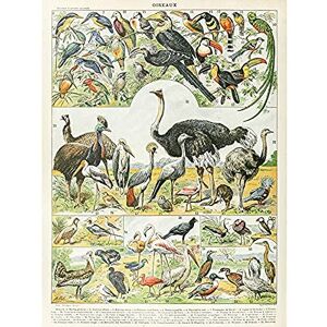 Artery8 Millot Encyclopedie Vogel Struisvogel Emu Wanddecoratie - Unframed Artery8 Millot Encyclopedie Vogel Struisvogel Emu Wanddecoratie - Unframed