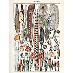 Artery8 Millot Vogels Veren Wanddecor - Ongeframed Poster Artery8 Millot Vogels Veren Wanddecor - Ongeframed Poster