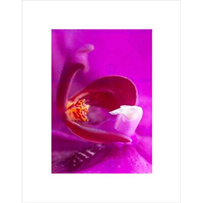 Wee Blue Coo ROZE ORCHID BLOEMEN ZWART FRAME KUNSTPRINT FOTOMOUNT GIFT B12X9529 Wee Blue Coo ROZE ORCHID BLOEMEN ZWART FRAME KUNSTPRINT FOTOMOUNT GIFT B12X9529