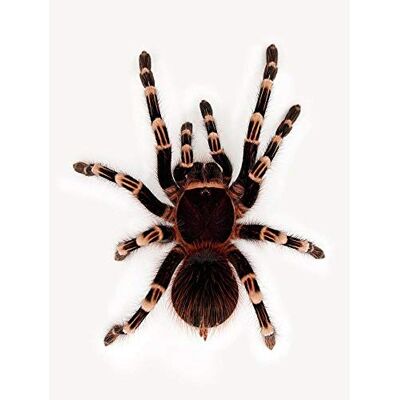 Wee Blue Coo Redknee Tarantula Spider Arachnid Art Print Poster Wall Decor 12X16 Inch Wee Blue Coo Redknee Tarantula Spider Arachnid Art Print Poster Wall Decor 12X16 Inch