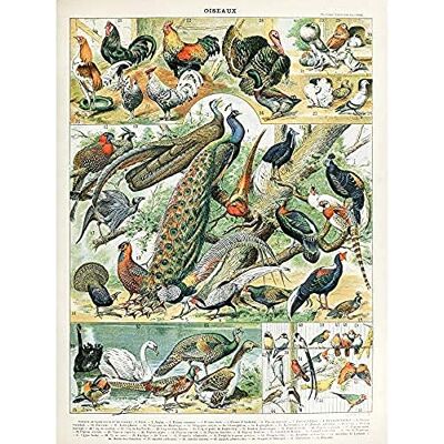 Artery8 Millot Encyclopedia Page Birds Peacock Chicken Unframed Wall Art Print Poster Home Decor Premium Artery8 Millot Encyclopedia Page Birds Peacock Chicken Unframed Wall Art Print Poster Home Decor Premium