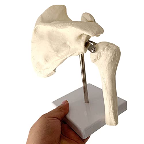 dsmsdre Schoudergewricht anatomisch model menselijk skelet onderwijsmodel voor studieweergave onderwijs medisch model