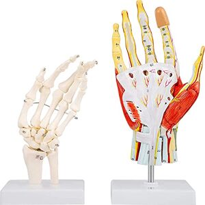 SIOENC Educatief model, levensgrote handmodel tapes 7-delig model van hand voor anatomie anatomische hand w/display basis & hand skelet gelabeld handspieren modellen 2 stuks