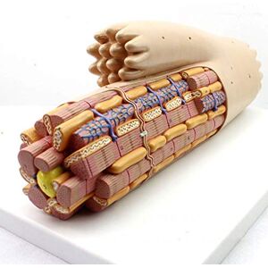 HYCLAM Educatief Model Myocardiaal Weefsel Anatomie Model,Zoom In 10.000 X Cardiomyocyten Anatomische Amplificatie Microscopisch Model Menselijke Anatomie Modellen