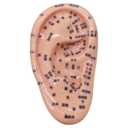 Xoeryoy Oorzaad Acupunctuur Kit, Acupunctuur Naalden Kit, Oor Zaden voor Gewichtsverlies, Acupunctuur Oorzaden, Inclusief 5,1 inch Ear Model, Foto