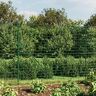 TEKEET Omheiningen & Barrières, Omheiningspanelen, Wire Mesh Fence Met Flens Groen 1,6x25 m