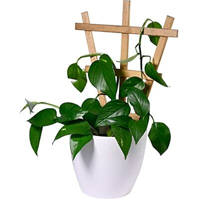 DOBAR Positano Plant Ondersteuning - Rustic Bruin, 4 stuks DOBAR Positano Plant Ondersteuning - Rustic Bruin, 4 stuks