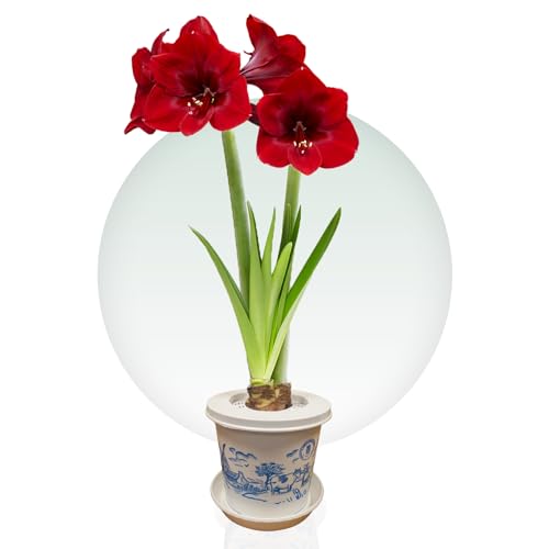 DUTCH BULBS EXCLUSIVE PLANTS FROM HOLLAND Amaryllis rode ui + pot DIY pakket, 1 bloembollen in groot formaat 26/30 en Holland Tofp, exclusieve, bloembollen, echte Hippeastrum ui (geen zaden, was en niet kunstmatig)