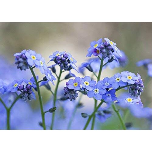 Eysii Chinees Vergeet Me Niet Zaden -(Blauw Cynoglossum amabile) Niet-GMO Blauwe Bloemzaden voor het planten in De Tuin Thuis Balkon Yard Decoratie Bloemen Planten-50 Zaden