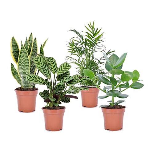 Plant in a Box Oersterke Kamerplanten Mix Set van 4 Kamerplant Easy care planten Pot 12cm Hoogte 25-40cm