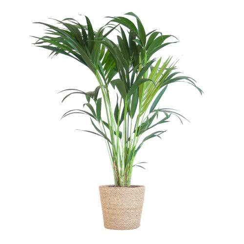 BloomPost Howea Forsteriana 90-100 cm + mand Kamerplant Kamerplant die weinig onderhoud vergt Makkelijk te kweken kamerplanten voor op kantoor Inclusief pot