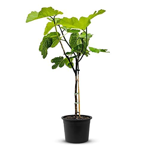 Tropictrees Vijgenboom met een hoogte van 100 cm en een stamomtrek van 4-5 cm, vijgen voor het maken van sap en als ingrediënt voor smakelijke gerechten, vijgenboom winterhard met eetbare vruchten