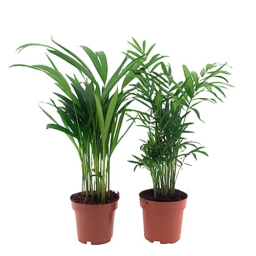 Happy Plants Kamerplanten palmenset, 2 stuks, graslilie & accrea-palm, sierplant, woningplant, palmplant, diervriendelijke kamerplant, luchtzuiverende planten