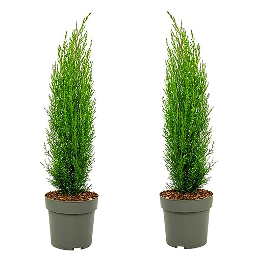 Plant in a Box Cupressus sempervirens Set van 2 Toscaanse Cipres Zuilvormige conifeer Pot 19cm Hoogte 70-80cm