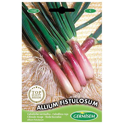 Germisem Allium Fistulosum Rode Bieslook Zaden 2 g