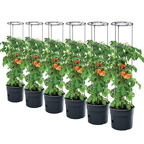 PAFEN 6x tomatenplant plantenbak 295 x 1152 mm Tomato Grower Planten tomaten tuin terras