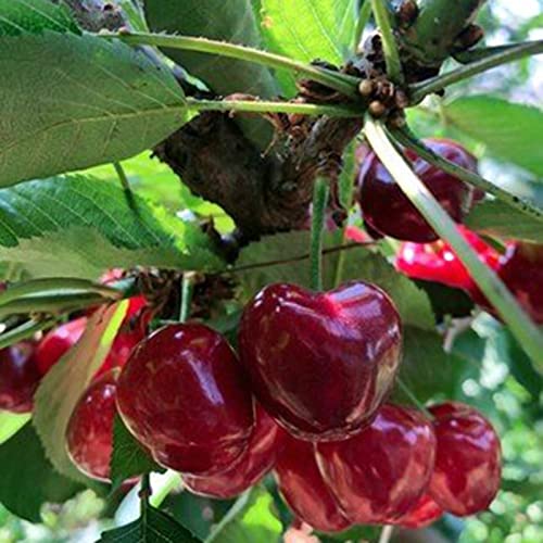 Haloppe 100 stuks fruitzaden voor thuis tuin planten, gemengde fruitzaden bomen planten jaarlijkse kersen peer pruim plantenzaden voor tuin Vruchten Zaden