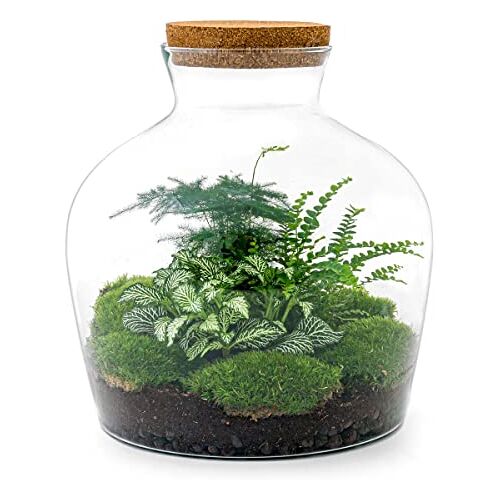 urbanjngl Planten terrarium • Fat Joe Green • Ecosysteem plant • ↑ 30 cm DIY Complete terrarium set Plantenterrarium    Terrarium pakket