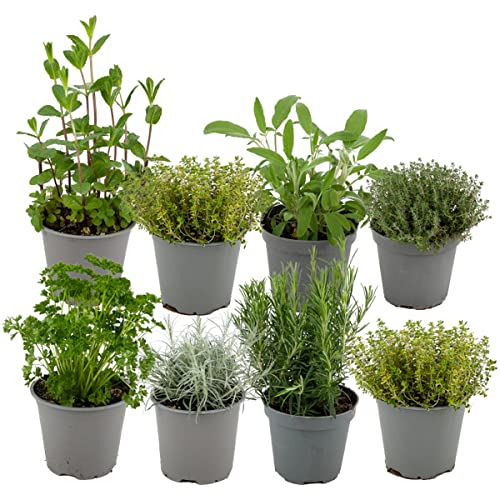 ZynesFlora Italiaanse Kruidenmix 8 Stuks Ø 12 cm Hoogte: 12-15 cm Tuinkruiden Rozemarijn Thym Lavendel Bonenkruid Salie Oregano Kruidentuin