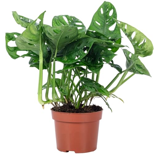 Flowerbox Venstera echte kamerplant, Monstera 'Monkey' echte kamerplant, potgrootte 12 cm, echte kamerplant, hoogte ca. 25 cm
