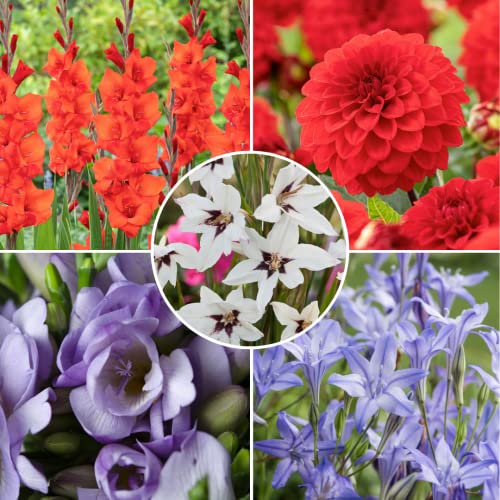 Plant in a Box Bollen uit Holland 125 stuks Bloembollen Mix met 5 verschillende bloemen Dahlia's, Gladiolen, Freesia, Triteleia Plant uw zomertuin in het voorjaar