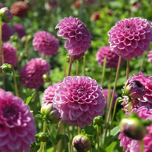 QFB Gardening Dahlia Boy Scout   1 stuk   Bal Dahlia   Knol   Snijbloem   Paars   Dahlia Knollen van Top Kwaliteit   zomer bloembollen   100% Bloeigarantie