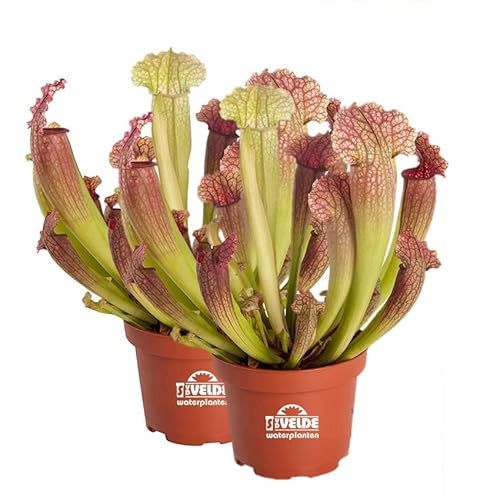 S VD VELDE WATERPLANTEN vdvelde.com Trompetbekerplant Sarracenia Juthatip Soper 2 stuks Winterharde Vleesetende Planten Van der Velde Waterplanten