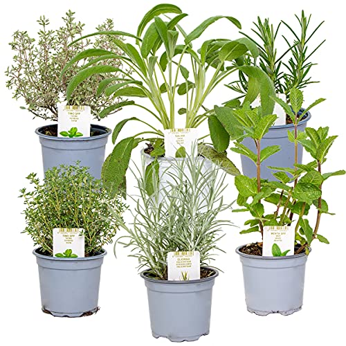 Bloomique 6x Biologische Tuinkruiden Mix Tuinplanten mix – Keuken kruiden ⌀9 cm 10-15 cm