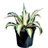 Tropictrees Agave Mediopicta 50-60 cm A+