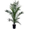 Plant in a Box Phoenix Canariensis Canarische dadelpalm Pot 19cm Hoogte 80-100cm