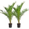 Bloomique 2x Phoenix Canariensis Canarische Dadelpalm Palm Winterhard ⌀19 cm 65-85 cm