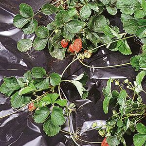 TENAX Black Cover 2,00 x 10 m, zwart, waterdichte folie om te mulchen, ideaal voor groenten en aardbeien (zak) TENAX Black Cover 2,00 x 10 m, zwart, waterdichte folie om te mulchen, ideaal voor groenten en aardbeien (zak)