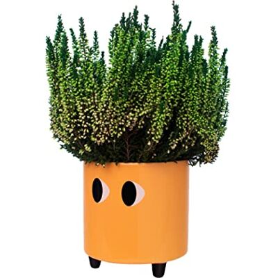 Fisura Decoratieve plantenbak met ogen. Originele bloempot voor binnen. Pot met pootjes voor cactus. Keramische bloempot. Afmetingen: 13 x 12,5 cm. (Oranje) Fisura Decoratieve plantenbak met ogen. Originele bloempot voor binnen. Pot met pootjes voor cactus. Keramische bloempot. Afmetingen: 13 x 12,5 cm. (Oranje)