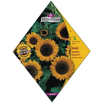 Royalfleur Zaden van PFRV00891 Soleil Sunrich hybride F1. Royalfleur Zaden van PFRV00891 Soleil Sunrich hybride F1.