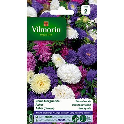 VILMORIN - 5703442 Margherite - Plant VILMORIN - 5703442 Margherite - Plant