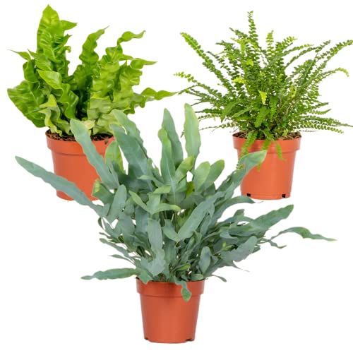 Bloomique 3x Luchtzuiverende Varen Mix–Asplenium-Phlebodium-Nephrolepis– Luchtzuiverend –⌀12 cm -25-35 cm