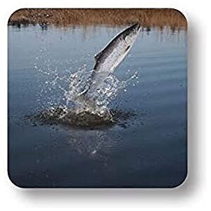 Scott Schotse fotografische zalm Loose Coaster Scott Schotse fotografische zalm Loose Coaster