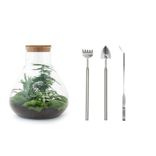 urbanjngl Planten terrarium • Sam XL • Ecosysteem met plant • ↑ 35 cm • DIY DIY Complete terrarium set Plantenterrarium    Terrarium + Hark + Schep + Pincet