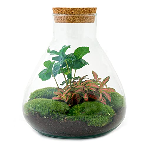 urbanjngl Planten terrarium • Sammie Coffea • Ecosysteem plant • ↑ 27 cm DIY Complete terrarium set Plantenterrarium    Terrarium pakket