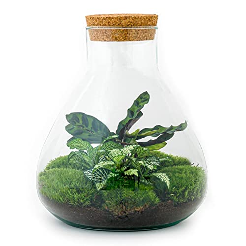 urbanjngl Planten terrarium • Sammie • Ecosysteem plant • ↑ 26,5 cm DIY Complete terrarium set Plantenterrarium    Terrarium pakket