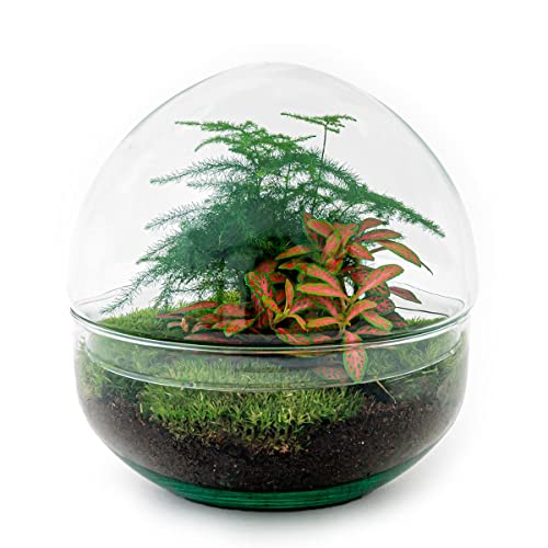 urbanjngl Planten terrarium • Dome Rood • Ecosysteem plant • ↑ 20 cm DIY Complete terrarium set Plantenterrarium    Terrarium pakket